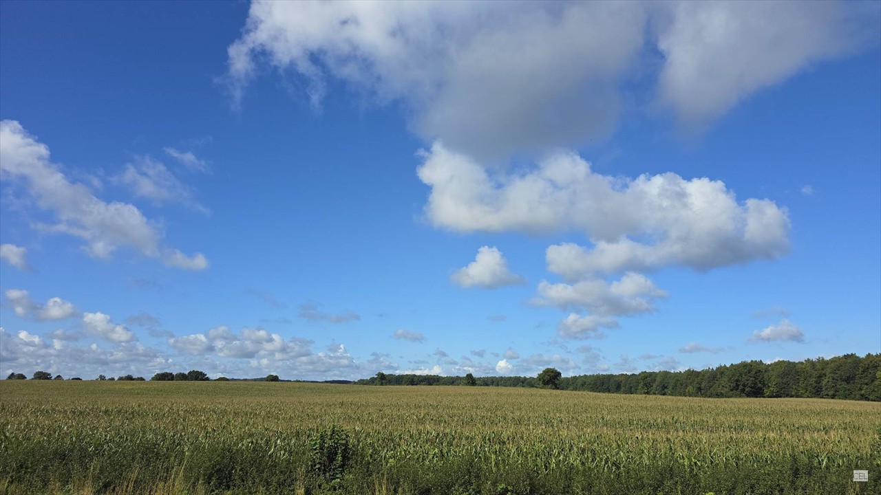 Noch vor der Ernte